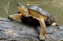 Puerto Viejo Sloth Jungle and River Kayaking Tour