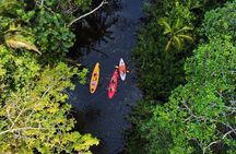 Puerto Viejo Sloth Jungle and River Kayaking Tour