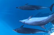 Noosa National Park & Dolphin adventure