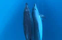Noosa National Park & Dolphin adventure