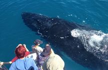 Noosa Whale Watching
