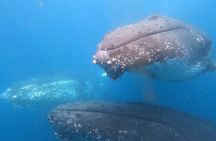 Noosa Whale Watching