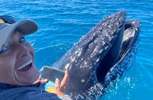 Noosa Whale Watching