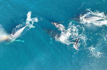 Noosa Ocean Adventures: Whale Watch