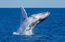 Noosa Whale Watching