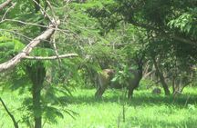 10-Hour Private Tour to Fathala Game Reserve