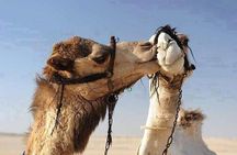 Hurghada Safari Adventure: Fun for the Whole Family