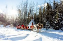1 Hour Shared Winter Sleigh Ride Experience in Kananaskis