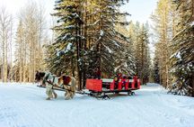 1 Hour Shared Winter Sleigh Ride Experience in Kananaskis
