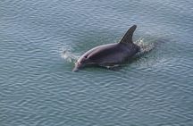 Sunset, Dolphin/Birding On A Private Guided Savannah Cruise 