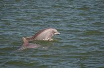 Sunset, Dolphin/Birding On A Private Guided Savannah Cruise 