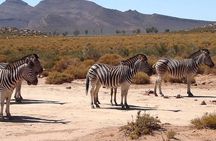 Aquila Game Reserve Safari with wine tasting, Transport & Lunch