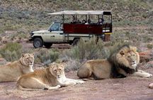 Aquila Game Reserve Safari with wine tasting, Transport & Lunch