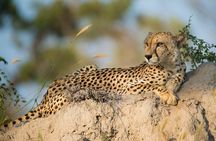 Aquila Game Reserve Safari with wine tasting, Transport & Lunch