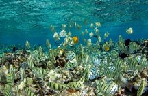 Kealakekua Bay Captain Cook Snorkeling