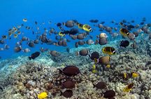 Kealakekua Bay Captain Cook Snorkeling