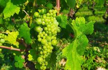 Slurp of Grk Wine Tour