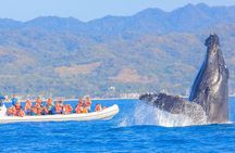 Whale Watching in Puerto Vallarta!