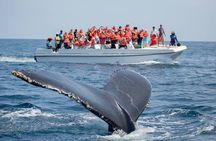 Whale Watching in Puerto Vallarta!