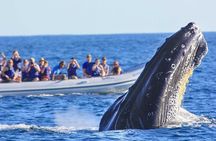 Whale Watching in Puerto Vallarta!
