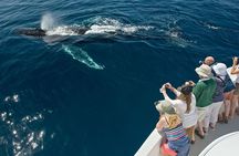 Whale Watching in Puerto Vallarta!
