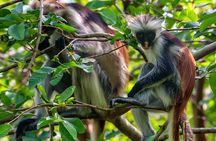 Full-day Tour Mnemba Jozani Forest Kuza Cave Paje Beach The Rock