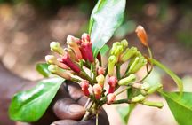 Half Day Private Guided Tour in Zanzibar to Spice Farm 