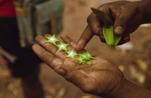 Half Day Private Guided Tour in Zanzibar to Spice Farm 