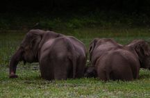 Shore Excursion Hambantota Port to Udawalawa national park safari