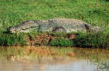 Shore Excursion Hambantota Port to Udawalawa national park safari
