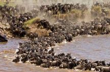6 Days Private Migration Tour in Kenya