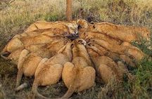 6 Days Private Migration Tour in Kenya