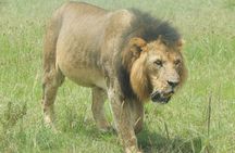 6 Days Private Migration Tour in Kenya