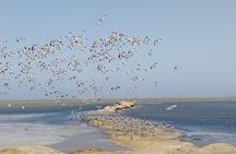 Sandwich Harbour Seals and Dune Tour