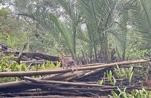 Khao Lak Elephant Sanctuary Visit and Mangrove Kayak Tour