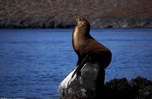 Balandra Private Boat Tour