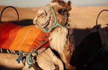  Experience the desert nomads in Marrakech!