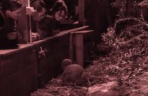 Kiwi Night Encounter at Nga Manu Nature Reserve