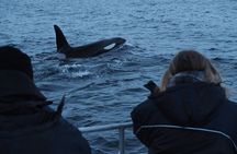 Small group Whale watching