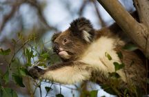 Private Premium Great Ocean Road with Lunch & Wildlife spotting