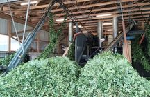 Hallertau experience with hop harvest, lunch and hop museum