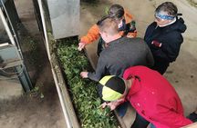 Hallertau experience with hop harvest, lunch and hop museum