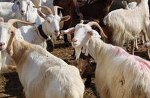 Martina Franca e-Bike tour . Visit a breeding and a dairy farm