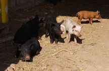 Martina Franca e-Bike tour . Visit a breeding and a dairy farm