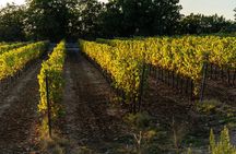 Family Cooking Class in Chianti with pizza and tiramisu