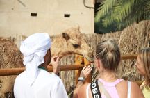 Layover & Stopover Tours in Dubai