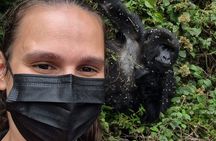1 Day Gorilla Trekking Safari in Rwanda Volcanoes National Park