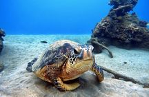 Scuba Diving in Maui with No Experience Needed