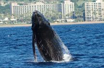 WHALES GUARANTEED Maui Whale Watching Makai Adventures