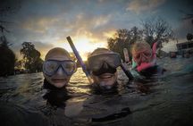3 hours Manatee Swim Tour in Florida